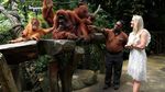 Foto: Penampakan Bayi Orangutan yang Bikin Gemas