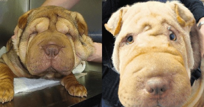 Ada pula anjing lain yang menjalani operasi plastik. Anjing ini tak hanya menjalani prosedur operasi plastik mata tapi juga memotong engkornya, membuat telinga lebih terangkat, botox, menghilangkan keriput, tambahan kelopak mata, dan masih banyak lagi. Kasihan melihatnya. Foto: Dok. Korea Boo