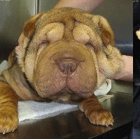 Ada pula anjing lain yang menjalani operasi plastik. Anjing ini tak hanya menjalani prosedur operasi plastik mata tapi juga memotong engkornya, membuat telinga lebih terangkat, botox, menghilangkan keriput, tambahan kelopak mata, dan masih banyak lagi. Kasihan melihatnya. Foto: Dok. Korea Boo