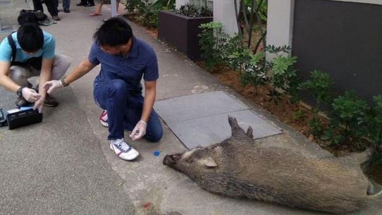 Bikin Kaget! Babi Hutan Serang Warga di Tengah Kota Singapura Bikin Kaget! Babi Hutan Serang Warga di Tengah Kota Singapura