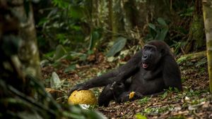 Deretan Foto Jawara Kontes Fotografi Hewan Liar
