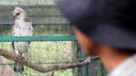 Melihat Konservasi Elang di Kamojang