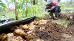 Alhamdulillah, Petani Kentang Panen Raya