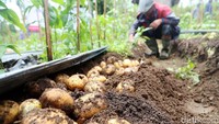 Dana kemitraan disalurkan kepada petani melalui koperasi. Mitra yang digandeng Pertamina di Garut adalah koperasi Lembaga Masyarakat Desa Hutan (LMDH).