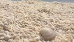 Foto: Pantai yang Berpasir Cangkang Kerang