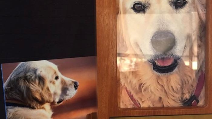 Tren Kremasi Hewan Peliharaan di Australia Barat