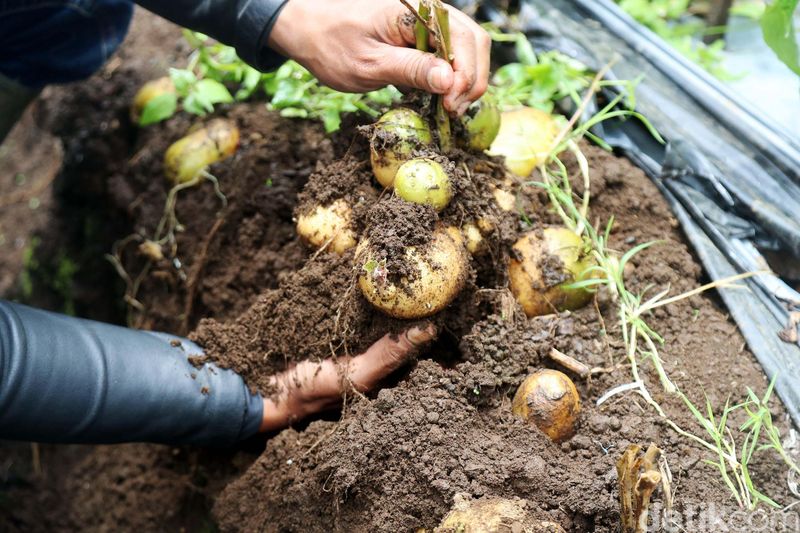 Alhamdulillah, Petani Kentang Panen Raya Panen Raya Petani Kentang Binaan PertaminaVice President CSR & SMEPP PT Pertamina (Persero) Agus Mashud didampingi jajarannya melakukan simbolisasi panen kentang di Kampung Panyingkiran, Desa Sukawargi, Kecamatan Cisurupan, Kabupaten Garut, Jawa Barat, Kamis (19/10/2017). Dari luas tanaman kentang di lahan seluas 76 Ha ini berhasil melakukan Panen Raya Kentang yang bergulir sejak September lalu hingga Januari 2018 mendatang, menghasilkan lebih dari 1.000 ton. Grandyos Zafna/detikcom-. Hasil panen melimpah ttidak lepas dari program kemitraan Pertamina yang menyuntik bantuan modal usaha. Mereka diberikan pinjaman dengan metode Bayar Panen (Yarnen) selama 6 bulan dan bergulir selama jangka waktu 3 tahun.-. VP CSR & SMEPP Pertamina Agus Mashud mengatakan, sejak 30 Mei 2017, Pertamina telah menyalurkan bantuan modal usaha melalui Program Kemitraan sejumlah Rp 7.4 milyar kepada kelompok Petani Kentang di Garut.