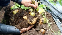 Para petani di Kampung Panyingkiran, Desa Sukawargi, Kecamatan Cisurupan, Kabupaten Garut, Jawa Barat, panen kentang, Kamis (19/10/2017).