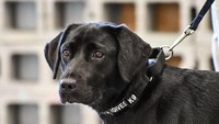 Lulu, anjing labrador yang dipecat CIA (Foto: Dok. CIA)