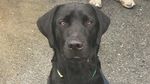 Foto: Guk! Ini Harry, Agen CIA Pengganti Lulu Si Labrador