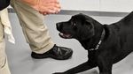 Foto: Guk! Ini Harry, Agen CIA Pengganti Lulu Si Labrador