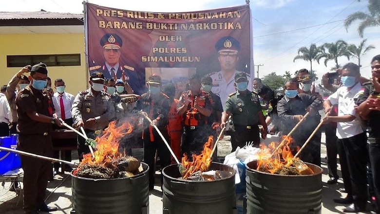 Polres Simalungun Musnahkan Ganja Senilai Setengah Miliar Lebih Polres Simalungun Musnahkan Ganja Senilai Setengah Miliar Lebih