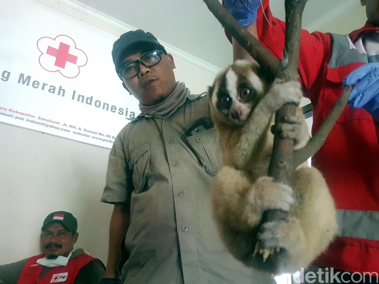 Warga Sukabumi Temukan Kukang yang Sempat Dikira Kucing Warga Sukabumi Temukan Kukang yang Sempat Dikira Kucing