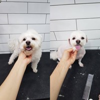 Seorang dokter hewan asal Korea Yoon Sin Geun mengklaim bahwa pemilik anjing yang melakukan operasi plastik pada binatang peliharaannya ingin membuat hewan kesayangan mereka terlihat cantik.  Foto: Dok. Korea Boo
