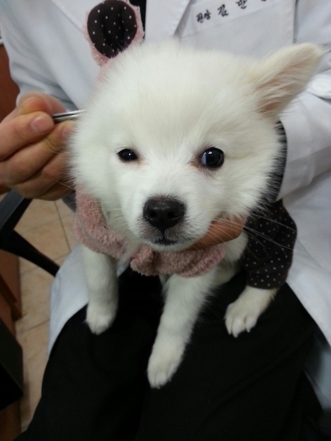 Dilansir dari Korea Boo, praktek operasi plastik tidak hanya keinginan dari pemiliknya terkadang ada tawaran dari dokter hewan. Harga untuk operasi  plastik anjing mulai dari US$ 60 atau Rp 811 ribu hingga ribuan dollar.  Foto: Dok. Korea Boo