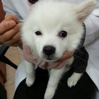 Dilansir dari Korea Boo, praktek operasi plastik tidak hanya keinginan dari pemiliknya terkadang ada tawaran dari dokter hewan. Harga untuk operasi  plastik anjing mulai dari US$ 60 atau Rp 811 ribu hingga ribuan dollar.  Foto: Dok. Korea Boo