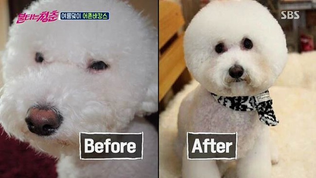 Pada foto lainnya terlihat anjing kecil putih yang menjalani operasi plastik wajah dan mata. Tentu menyakitkan bagi anjing-anjing ini.  Foto: Dok. Korea Boo