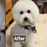 Pada foto lainnya terlihat anjing kecil putih yang menjalani operasi plastik wajah dan mata. Tentu menyakitkan bagi anjing-anjing ini.  Foto: Dok. Korea Boo