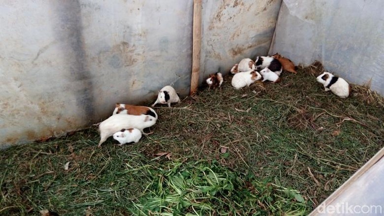 Bikin Gemas, Dari Kebun Krisan Anda Bisa Main dengan Puluhan Marmut Bikin Gemas, Dari Kebun Krisan Anda Bisa Main dengan Puluhan Marmut