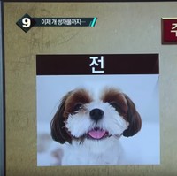 Ini merupakan salah satu foto sebelum dan sesudah operasi plastik anjing peliharaan. Pemiliknya mengunggah foto anjing ini di media sosial. Sang pemilik membuat mata anjing peliharaan lebih besar dari sebelumnya.  Foto: Dok. Korea Boo