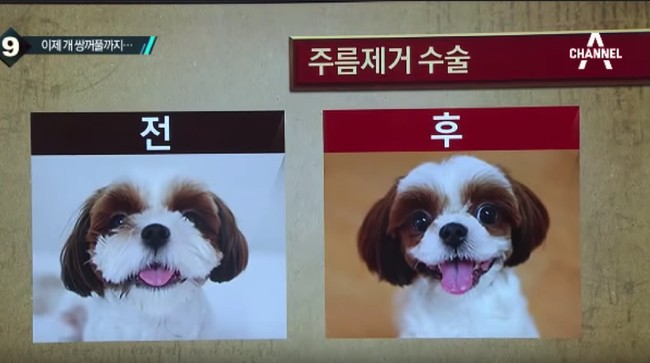 Ini merupakan salah satu foto sebelum dan sesudah operasi plastik anjing peliharaan. Pemiliknya mengunggah foto anjing ini di media sosial. Sang pemilik membuat mata anjing peliharaan lebih besar dari sebelumnya.  Foto: Dok. Korea Boo