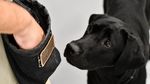 Foto: Guk! Ini Harry, Agen CIA Pengganti Lulu Si Labrador