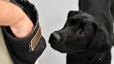 Foto: Guk! Ini Harry, Agen CIA Pengganti Lulu Si Labrador