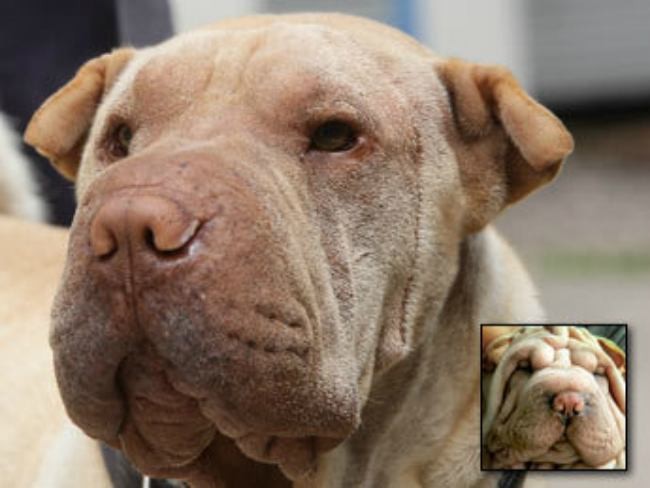 Penghilangan keriput alami juga dialami oleh anjing yang satu ini. Wajahnya terlihat lebih bersih dengan operasi plastik.  Foto: Dok. Korea Boo