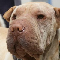 Penghilangan keriput alami juga dialami oleh anjing yang satu ini. Wajahnya terlihat lebih bersih dengan operasi plastik.  Foto: Dok. Korea Boo