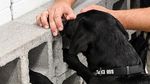 Foto: Guk! Ini Harry, Agen CIA Pengganti Lulu Si Labrador