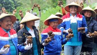 Vice President CSR & SMEPP PT Pertamina (Persero) Agus Mashud (kanan) didampingi jajarannya melakukan simbolisasi panen kentang di Kampung Panyingkiran, Desa Sukawargi, Kecamatan Cisurupan, Kabupaten Garut, Jawa Barat.