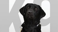 Lulu adalah seekor anjing Labrador yang mengikuti pelatihan anjing pelacak di CIA.