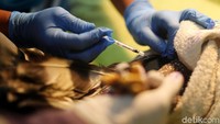 Petugas memberikan suntikan obat.