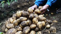Dari lahan seluas 76 Ha ini menghasilkan lebih dari 1.000 ton kentang.