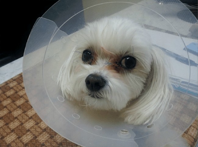 Tren operasi plastik untuk anjing peliharaan di Korea Selatan sudah berlangsung sejak 2015. Banyaknya laporan mengenai operasi plastik untuk anjing peliharaan menjadi viral dan dikecam netizen. Foto: Dok. Korea Boo