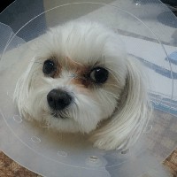 Tren operasi plastik untuk anjing peliharaan di Korea Selatan sudah berlangsung sejak 2015. Banyaknya laporan mengenai operasi plastik untuk anjing peliharaan menjadi viral dan dikecam netizen. Foto: Dok. Korea Boo