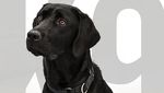 Foto: Guk! Ini Harry, Agen CIA Pengganti Lulu Si Labrador
