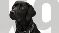 Harry adalah anggota baru dari CIAs Fall Puppy Class 2017. Dia juga berjenis Labrador.