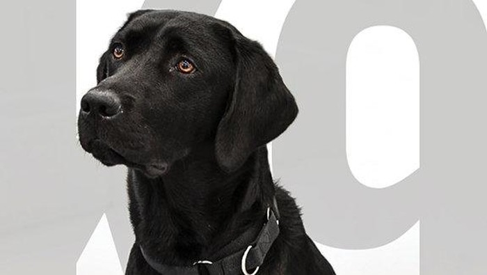 Harry, anjing Labrador pengganti Lulu di CIA