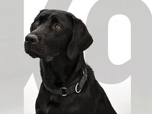 8 Fakta Anjing Labrador Retriever yang Terkenal Friendly