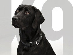 8 Fakta Anjing Labrador Retriever yang Terkenal Friendly