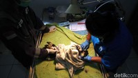 Bila ada elang yang sakit, dokter hewan selalu siaga memeriksanya.