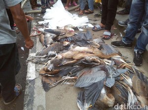 Ramai soal Kuntul di Cagar Alam Sumbar yang Mati Ditembaki
