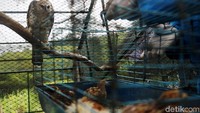 Ratusan elang ini dikumpulkan dari hasil sitaan petugas dan penyerahan sejumlah warga.