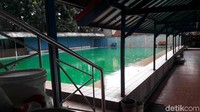 Teman-temannya sempat membawa Timotius ke pinggir kolam dan mengeluarkan air dan sisa makan dari mulutnya  