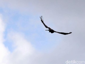 Induk Elang Protektif Jaga Anak, sampai-sampai Bikin Kepala Pejalan Kaki Sobek
