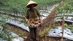 Alhamdulillah, Petani Kentang Panen Raya