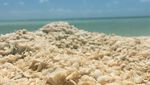 Foto: Bukan Pasir Putih, Pantai Ini dari Ribuan Kulit Kerang