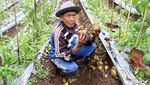 Alhamdulillah, Petani Kentang Panen Raya