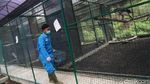 Melihat Konservasi Elang di Kamojang